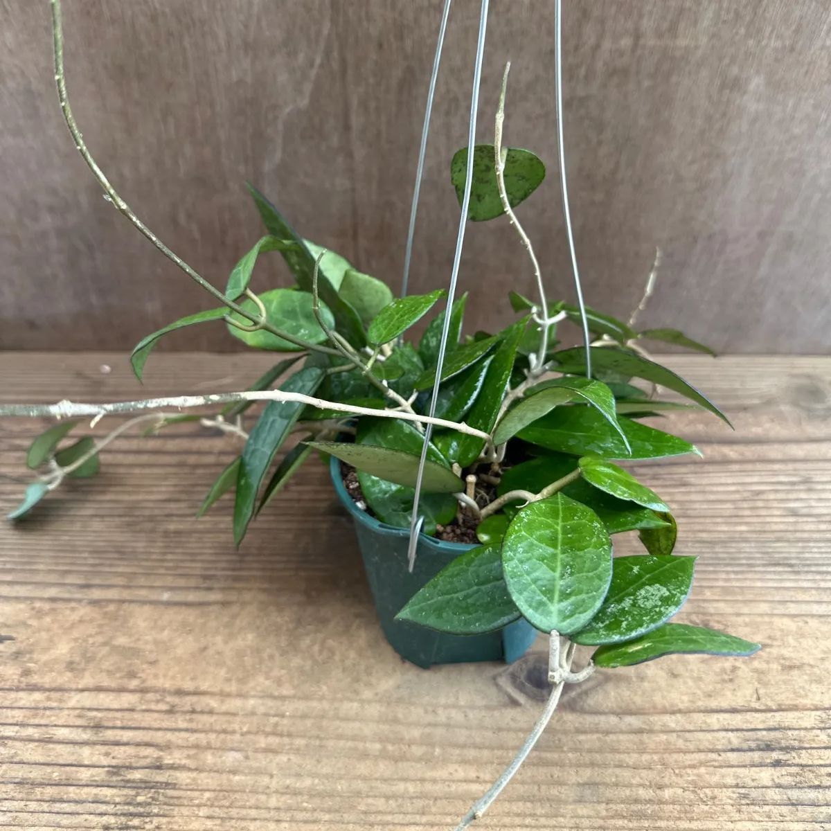 ホヤ パラシティカ ブラックエッジ ① 現品 Hoya parasitica 'black