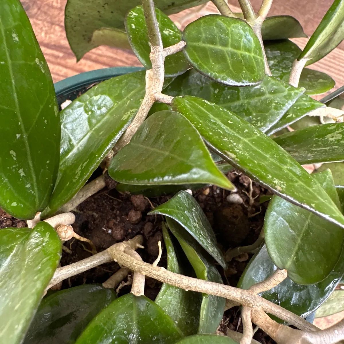 ホヤ パラシティカ ブラックエッジ ① 現品 Hoya parasitica 'black