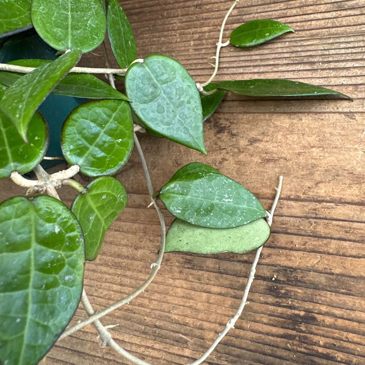 珍種　ホヤ　Hoya Stenakei dark サクララン① 珍種 ホヤ Hoya Stenakei dark サクララン① Hoya Stenakei Dark - Art