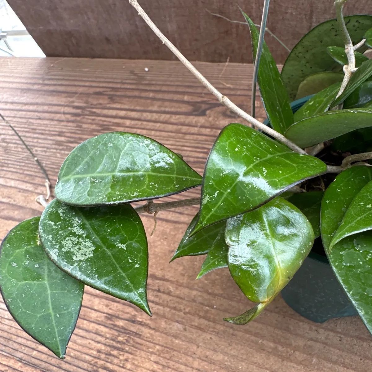 ホヤ パラシティカ ブラックエッジ ① 現品 Hoya parasitica 'black