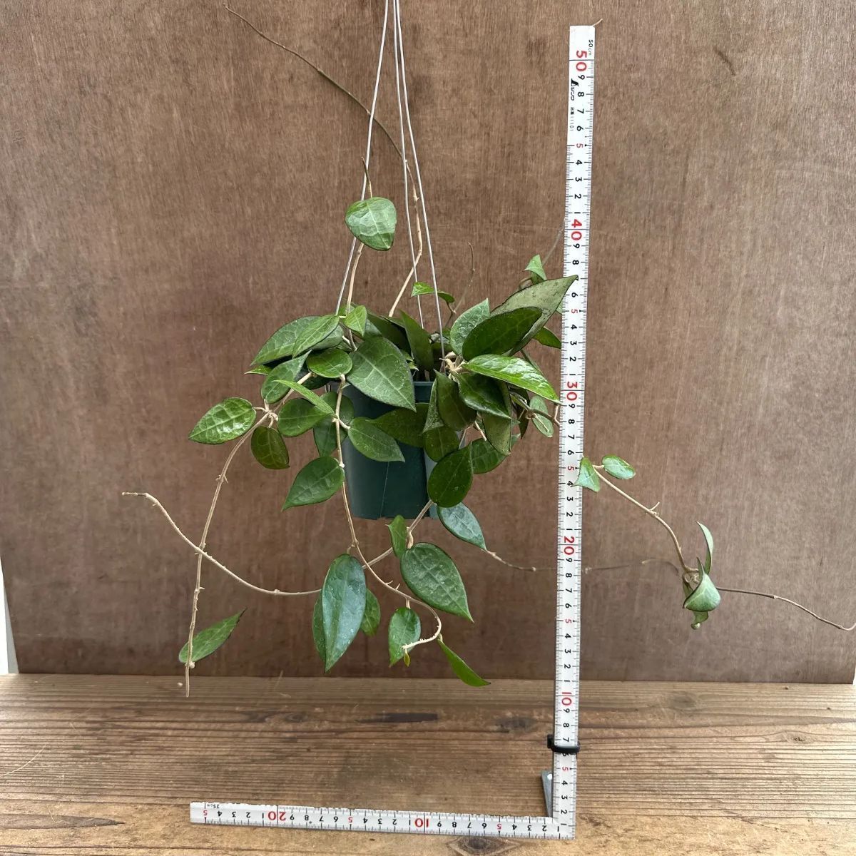 ホヤ パラシティカ ブラックエッジ ① 現品 Hoya parasitica 'black
