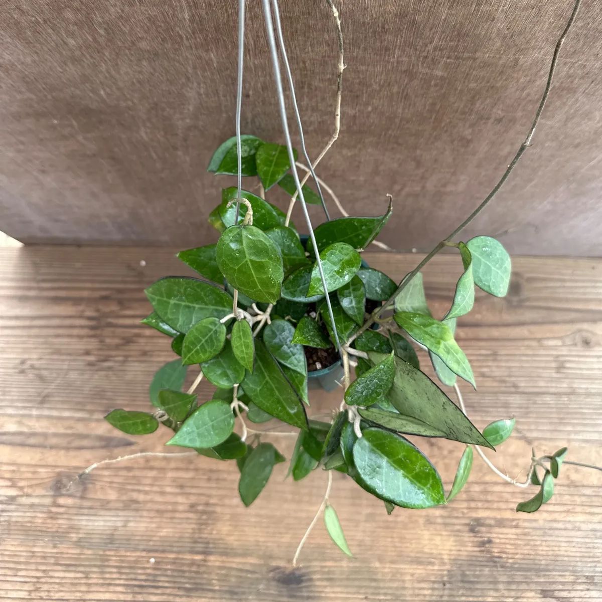 ホヤ パラシティカ ブラックエッジ ① 現品 Hoya parasitica 'black