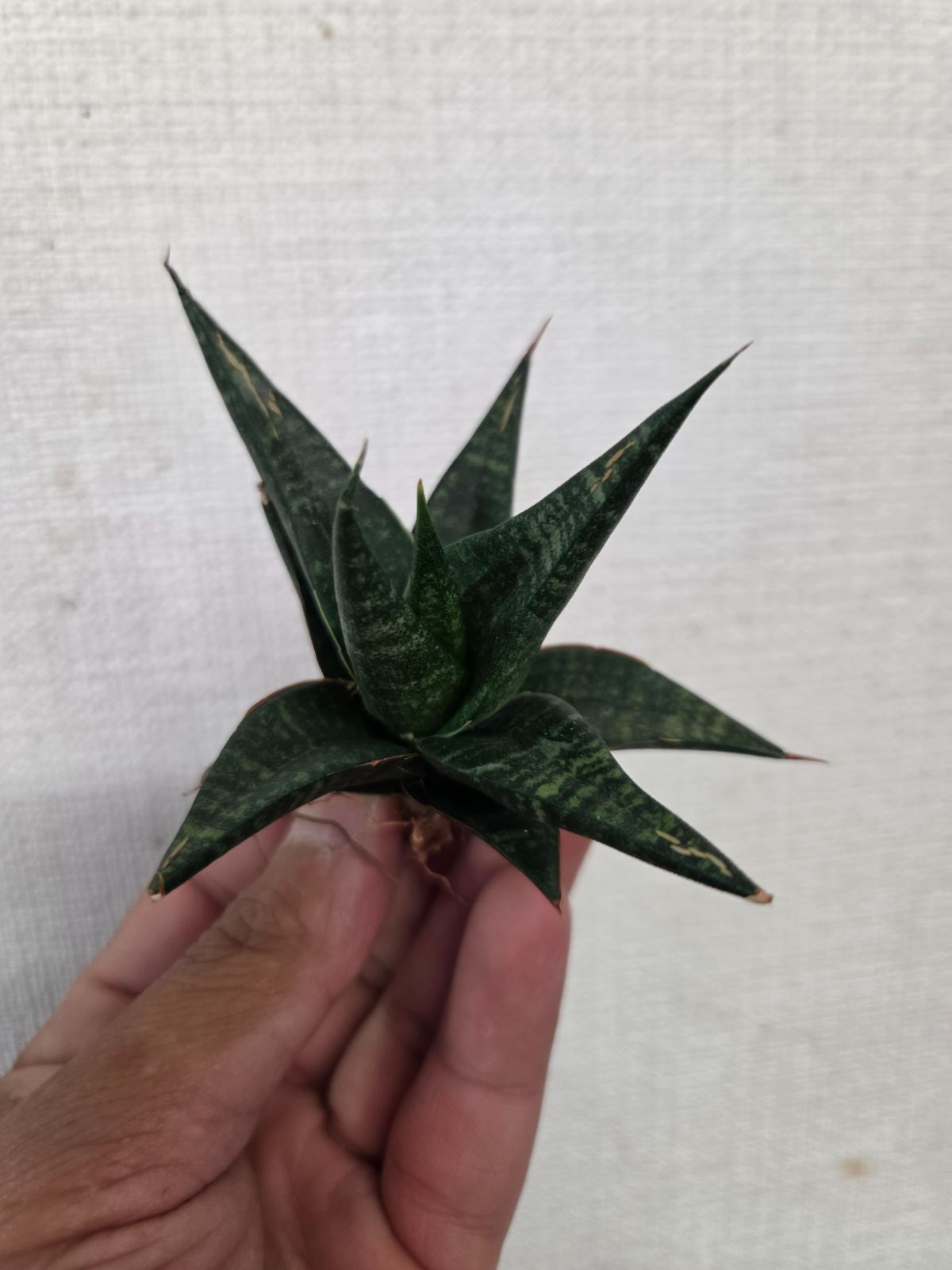 メルカリ