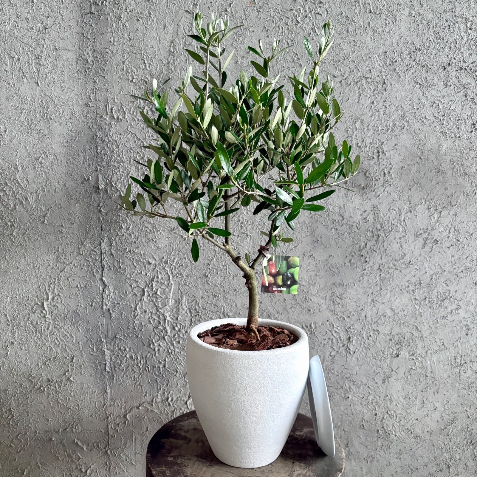人気品種 美形 オリーブの木 souju ミッション 6号 テラコッタ鉢植え 