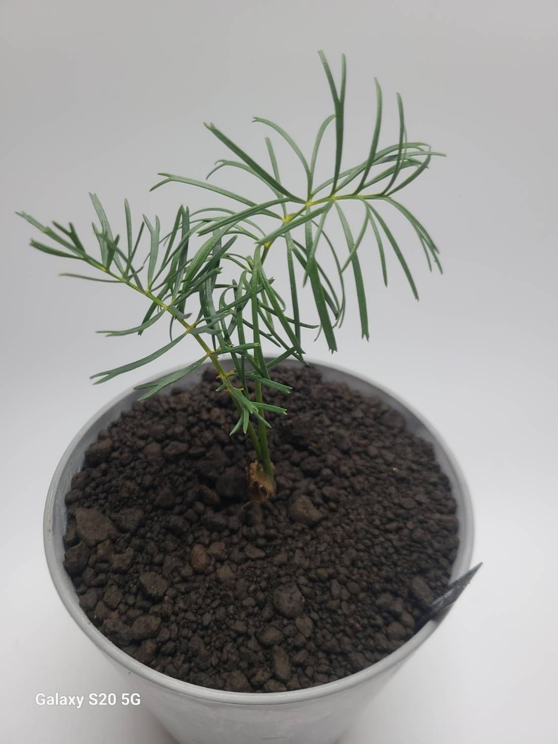 マクロザミア ステノメラ 実生苗! Macrozamia stenomera マクロザミア ステノメラ