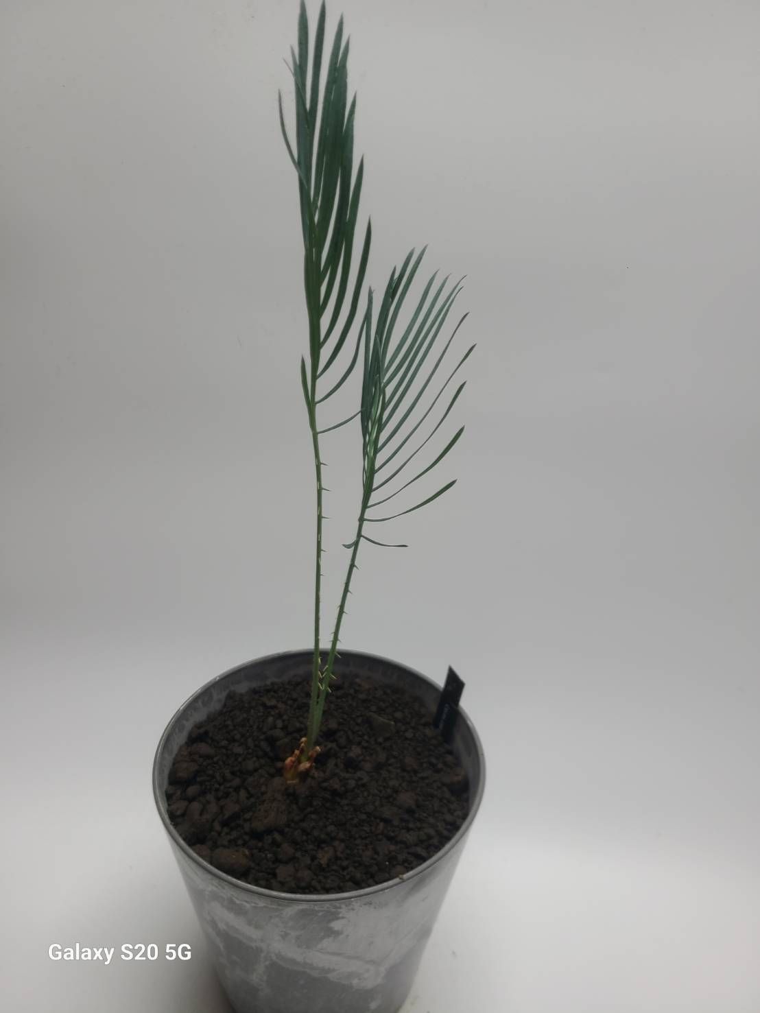サイカス　カイルンシアナ　実生苗！！cycas cairnsiana　ブルーソテツ！