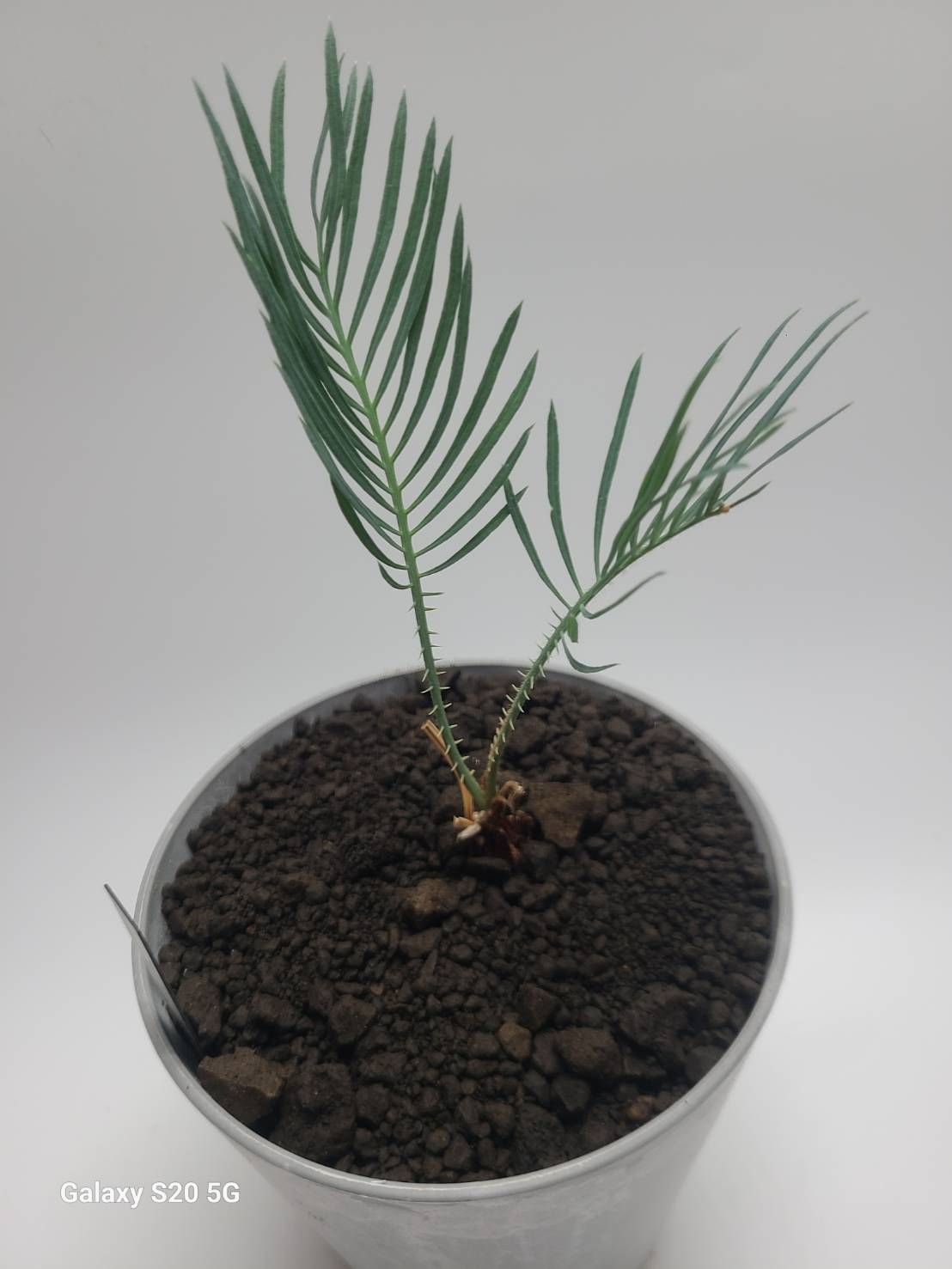 サイカス　カイルンシアナ　実生苗！！cycas cairnsiana　ブルーソテツ！