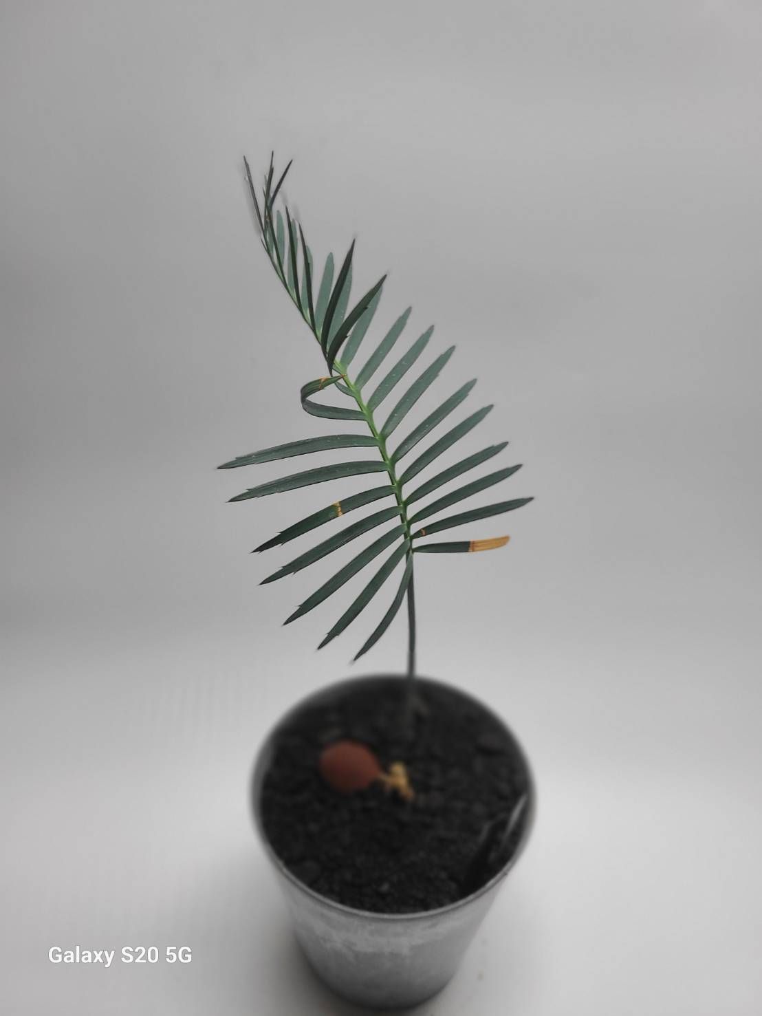 ディオーン カリファノイ 実生苗！！◆Dioon califanoi