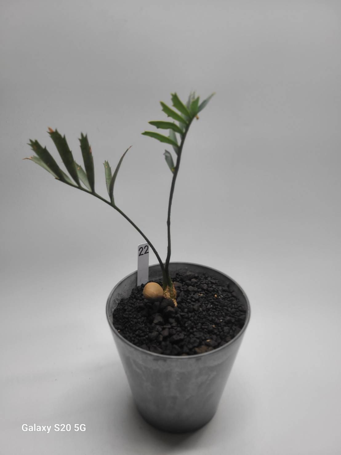エンセファラルトス ホリダス　ドワーフリーフ！実生！鉢上14cm !塊茎2cmフラッシュ中！◆Encephalartos horridus dwarf no22
