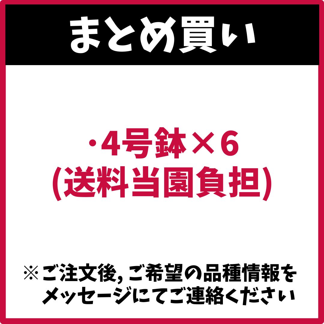 （まとめ買い） 4号×6　アンスリウム アンシカル アンスリューム