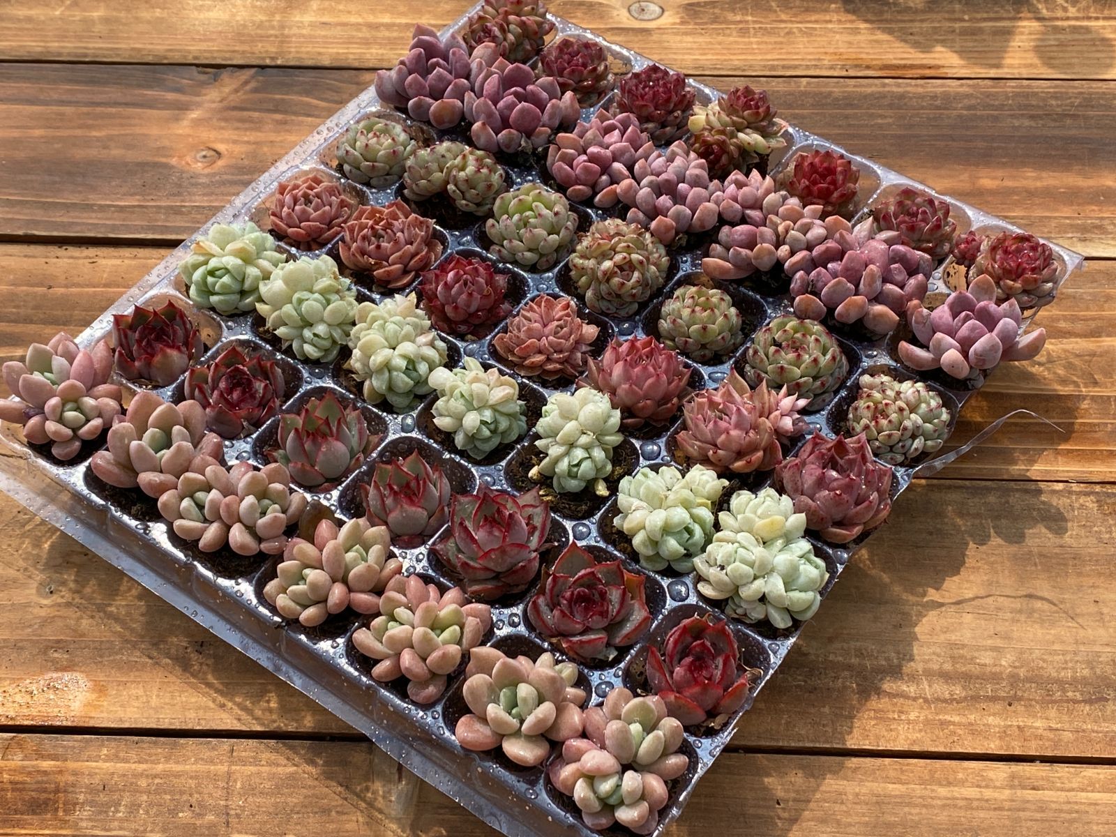 SALE 新入荷ミックス×49苗 YL9土付き 多肉植物 詰め合わせ
