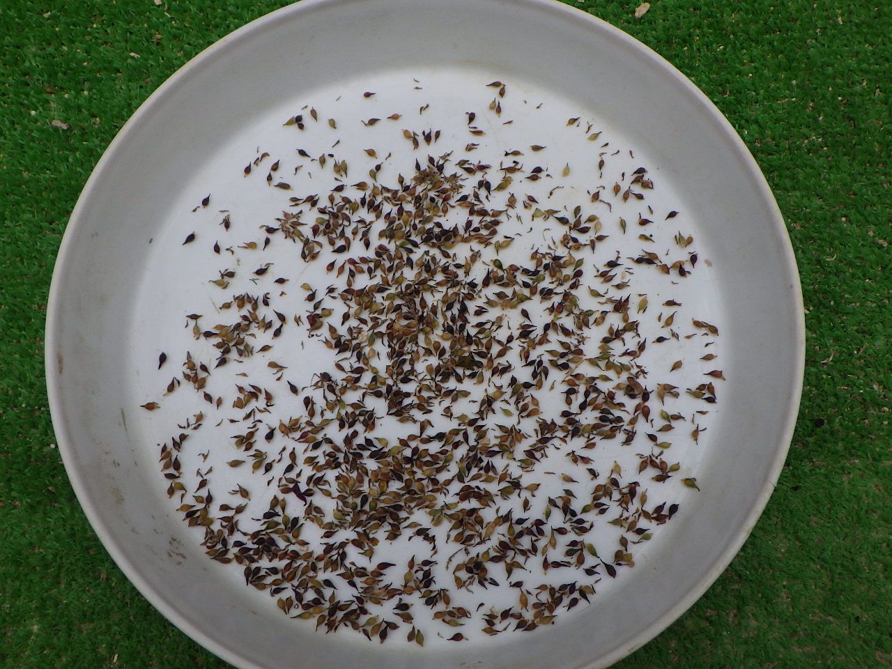 ナッシー様専用　雪割草種子　850粒以上　＃山野草、＃ウチョウラン