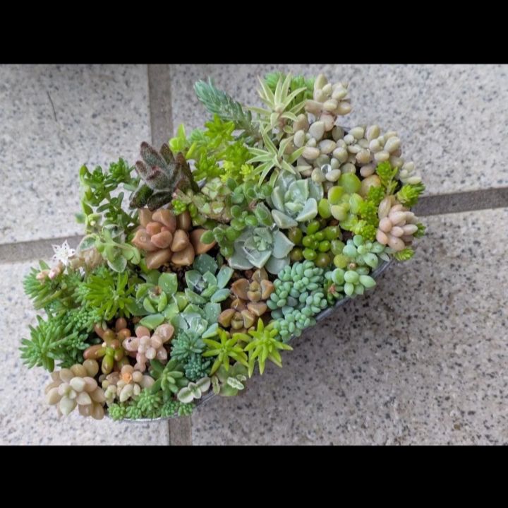 多肉植物 抜き苗 梅雨前☆寄せ植えセット 13×8センチ缶 - メルカリ