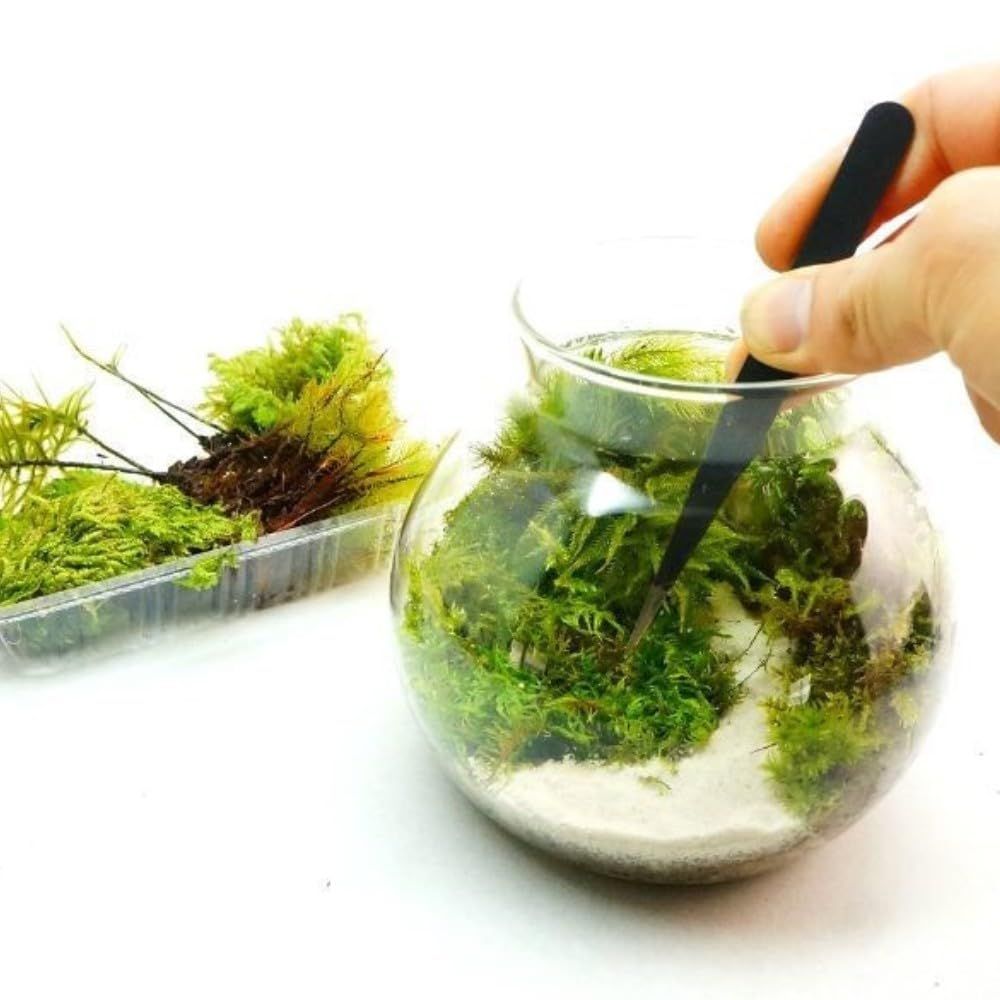 【スターターキット】 S：10ｃｍ LEDライト付 苔テラリウム 作成キット 苔セッ ト 白砂 カラーサンド ハンドメイド 自作キット 手作り ギフトas 28c684fd