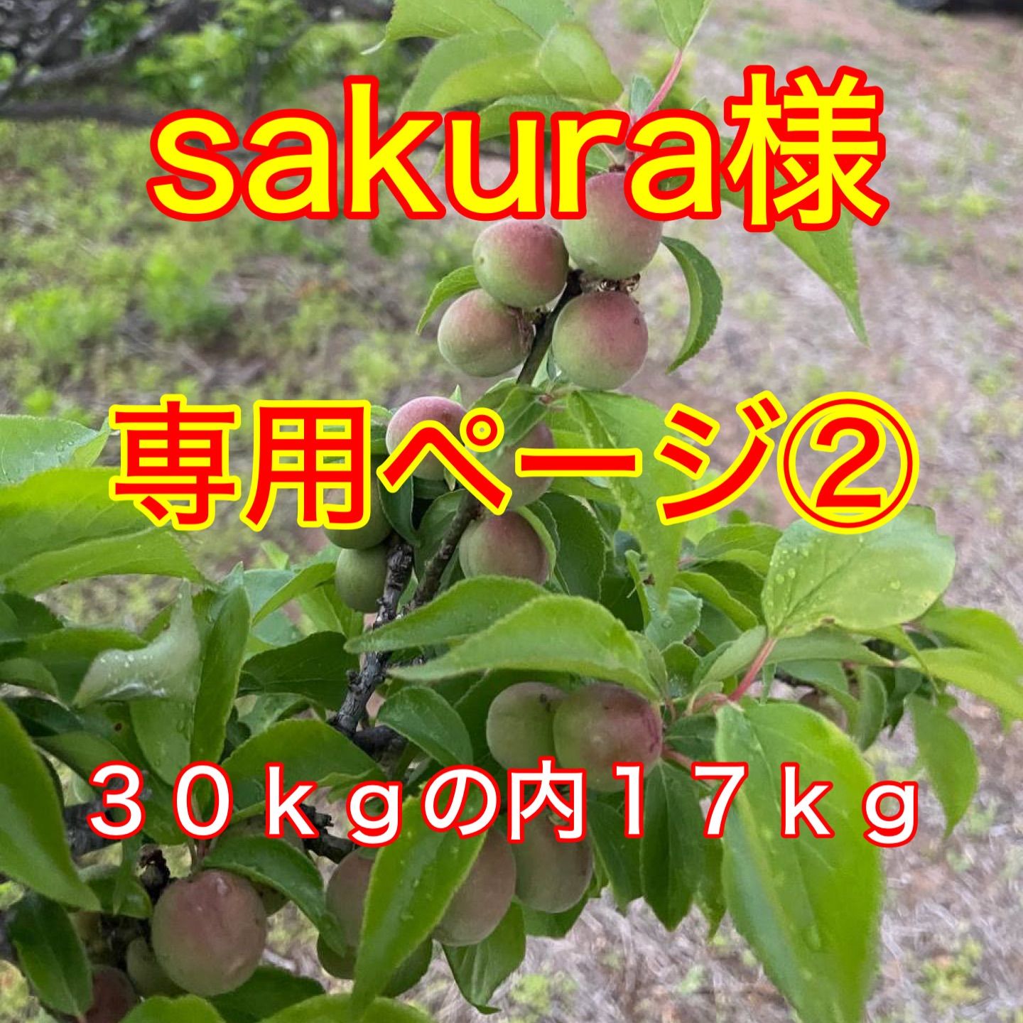 【sakura様専用ページ②】山梨県甲斐市産 甲州小梅 樹成り中熟~完熟 30kgの内17kg(送料込)