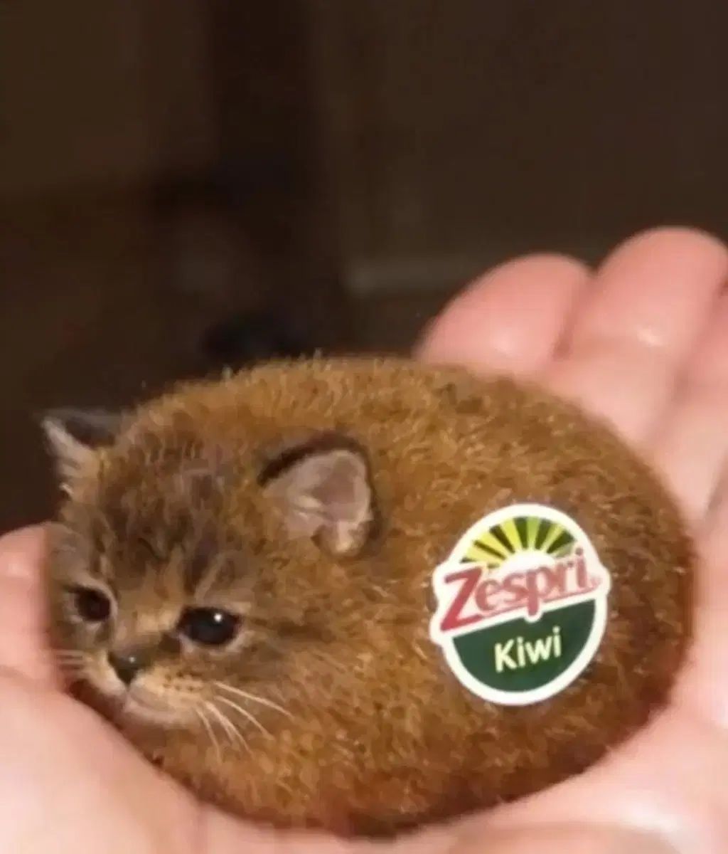 青春ぼっち・ざ・ろっく！ 2巻 予約