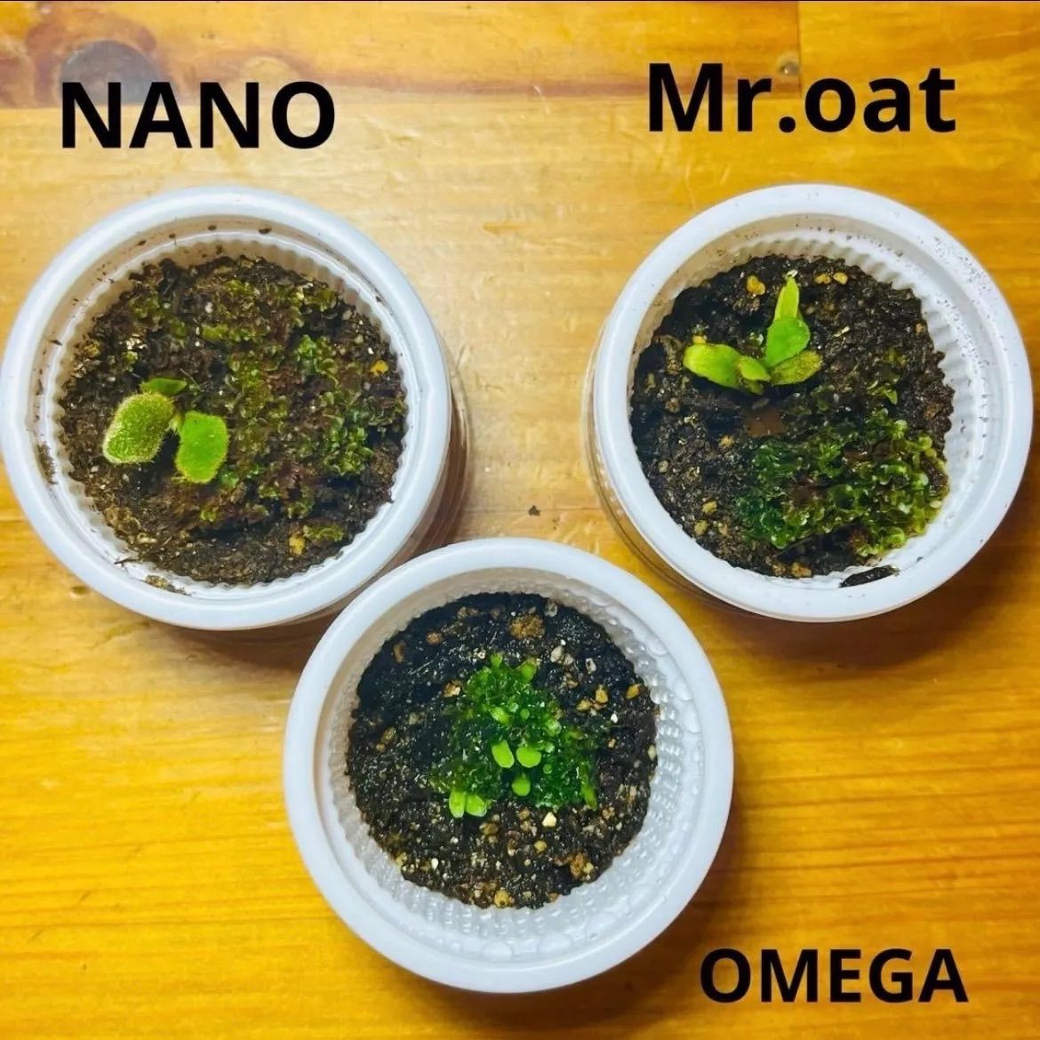 希少3種セット】ビカクシダ 胞子培養株（NANO / Mr.oat / OMEGA