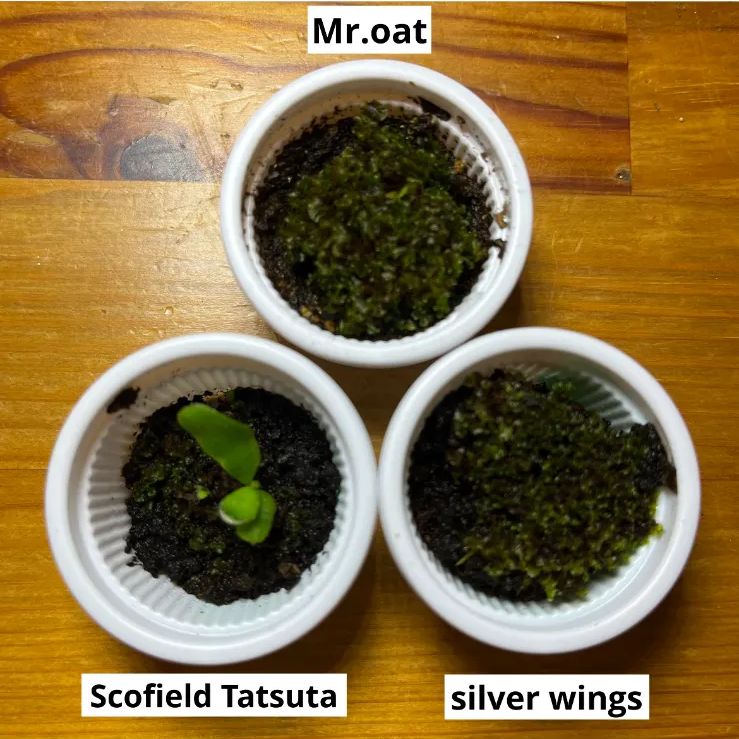 ビカクシダ3種セット Scofield Tatsuta Mr.oat silver wings - メルカリ