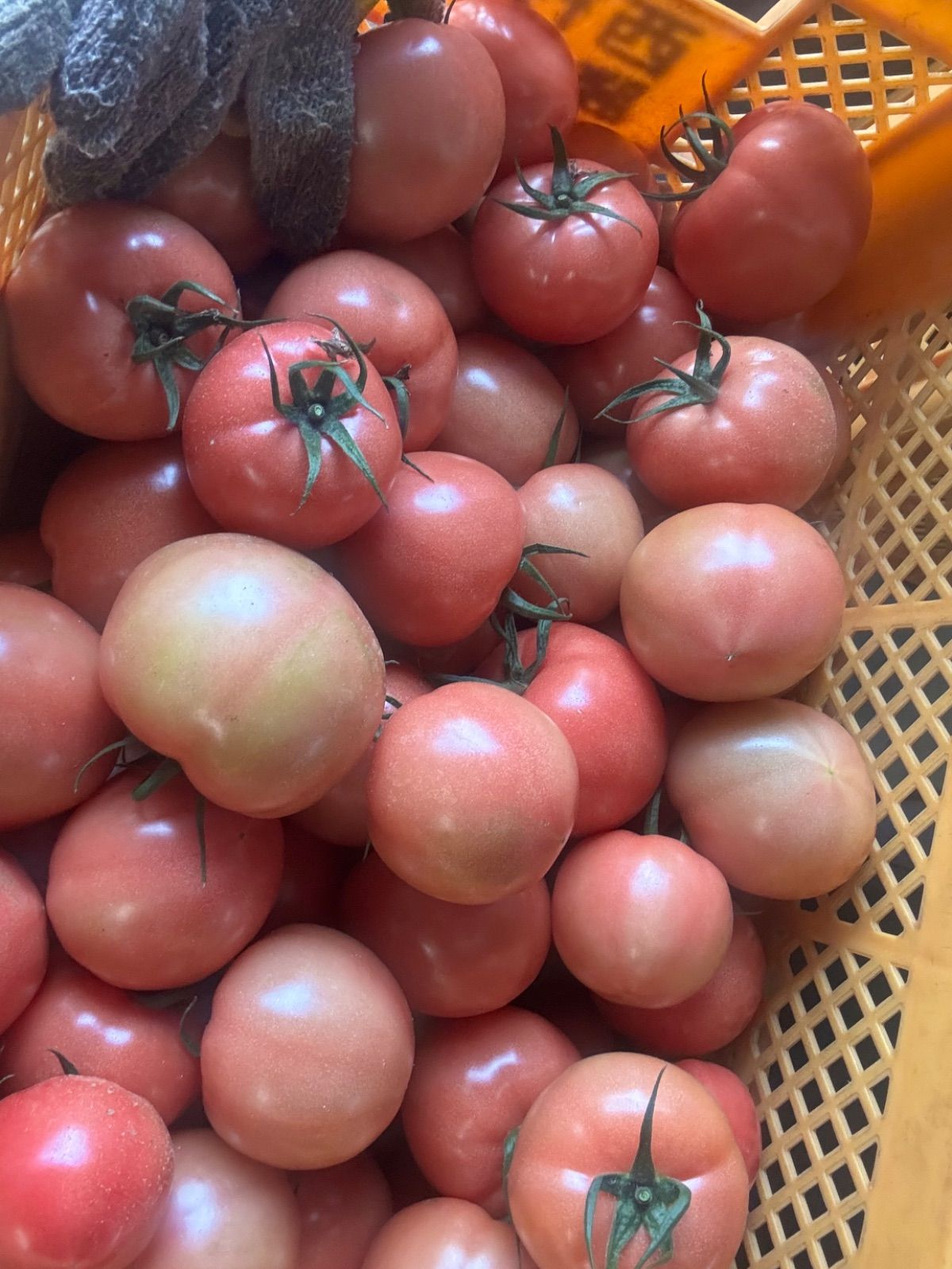 食品 熊本産地直送トマト16Kg