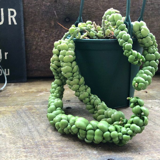 ポットごと♡3個のみ♡吊り下げ♡ドラゴンジェイド♡ディスキディア♡観葉植物