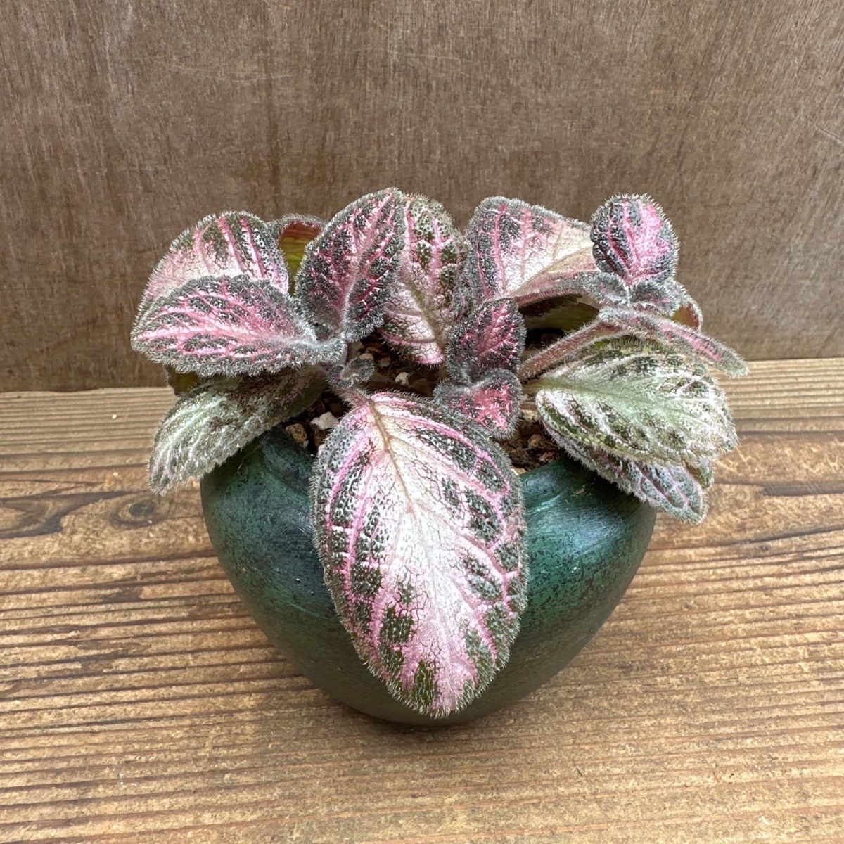 ☆リメイク鉢☆ エピスシア クプレアータ ピンクアカジュ Episcia