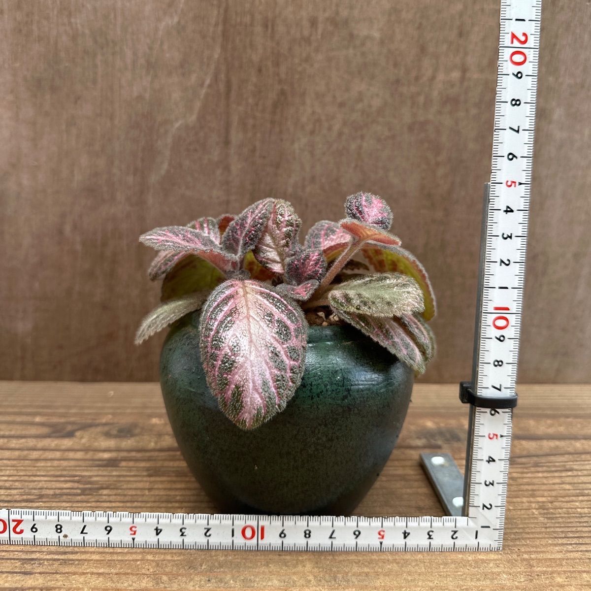 ☆リメイク鉢☆ エピスシア クプレアータ ピンクアカジュ Episcia