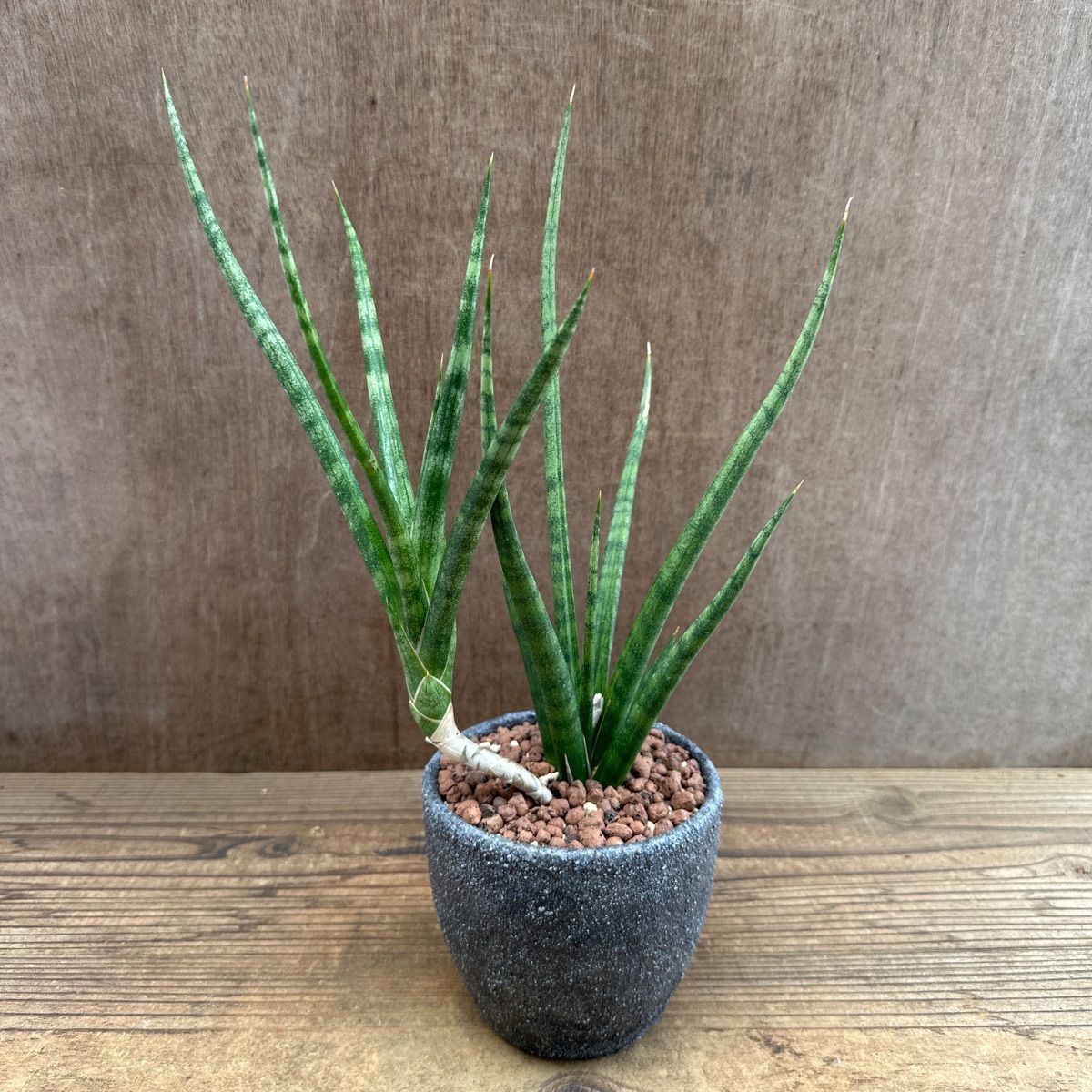 ☆リメイク鉢☆サンセベリア ブンルートーチ ハイブリット Sansevieria 