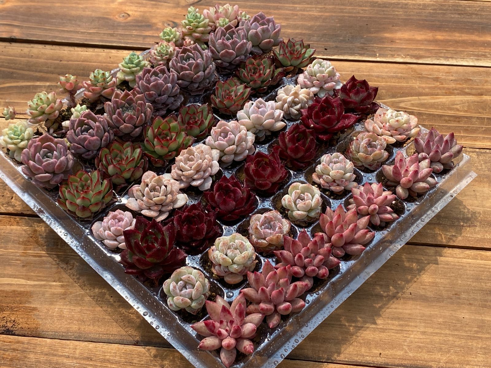 セル苗210個セット✨多肉植物　エケベリア　詰め合わせ　寄せ植えに!! セール中 鮮やかな49苗セット 土と根付き 多肉植物 エケベリア セダム