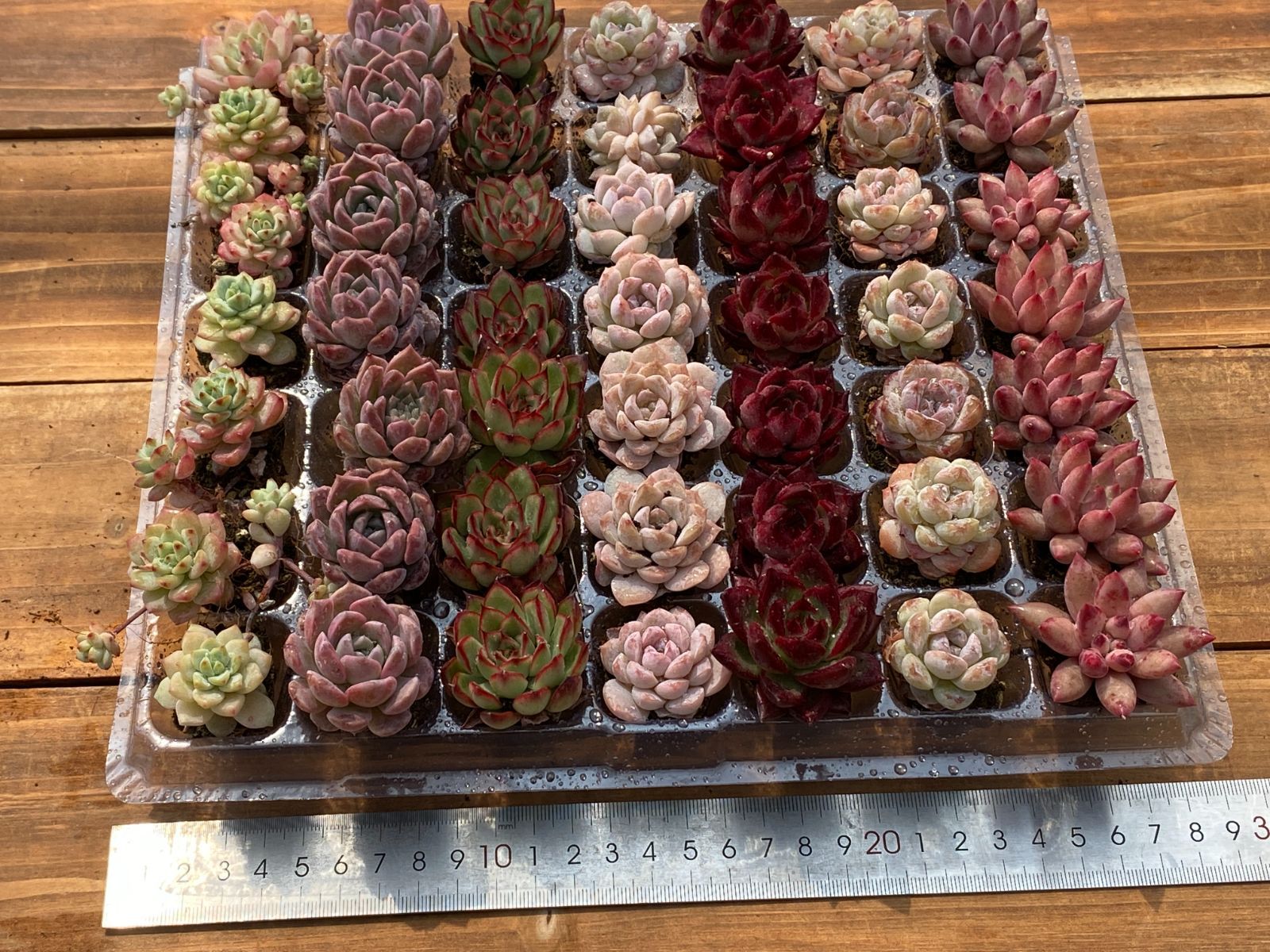 セル苗210個セット✨多肉植物　エケベリア　詰め合わせ　寄せ植えに!! セール中 鮮やかな49苗セット 土と根付き 多肉植物 エケベリア セダム