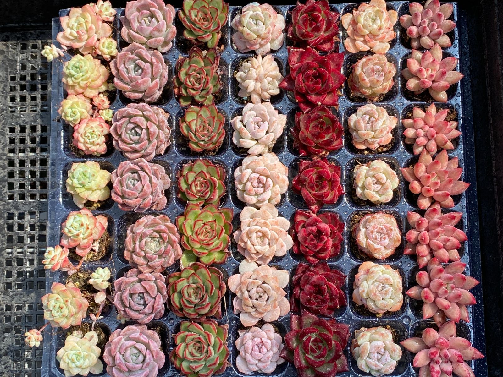 セル苗210個セット✨多肉植物　エケベリア　詰め合わせ　寄せ植えに!! セール中 鮮やかな49苗セット 土と根付き 多肉植物 エケベリア セダム