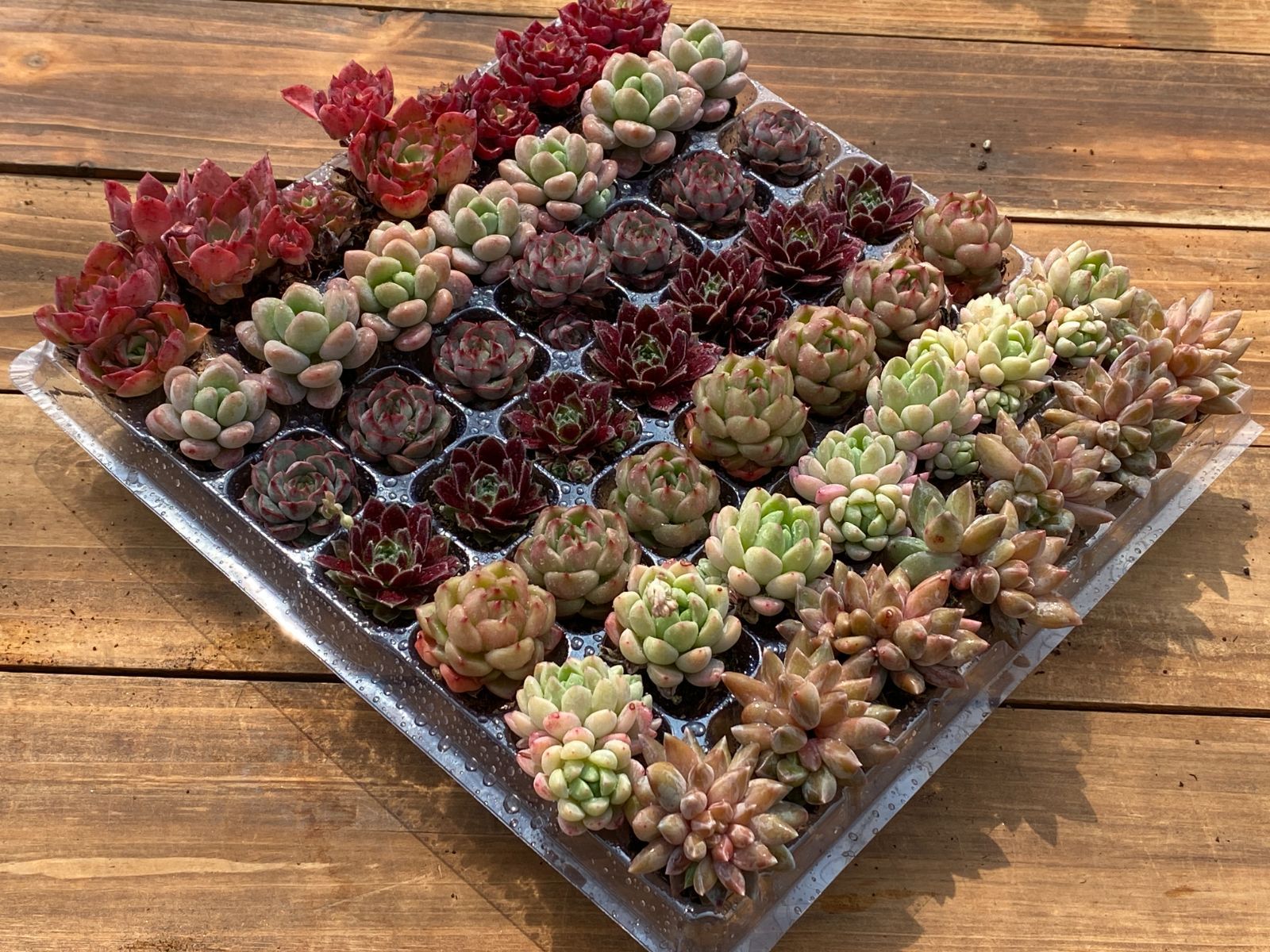 2.多肉植物 まとめ売り エケベリア 韓国苗 16種 128苗セット ② 韓国苗 多肉植物 エケベリア お得な詰め合わせセット 多肉植物 愛 エケベリア・セダム