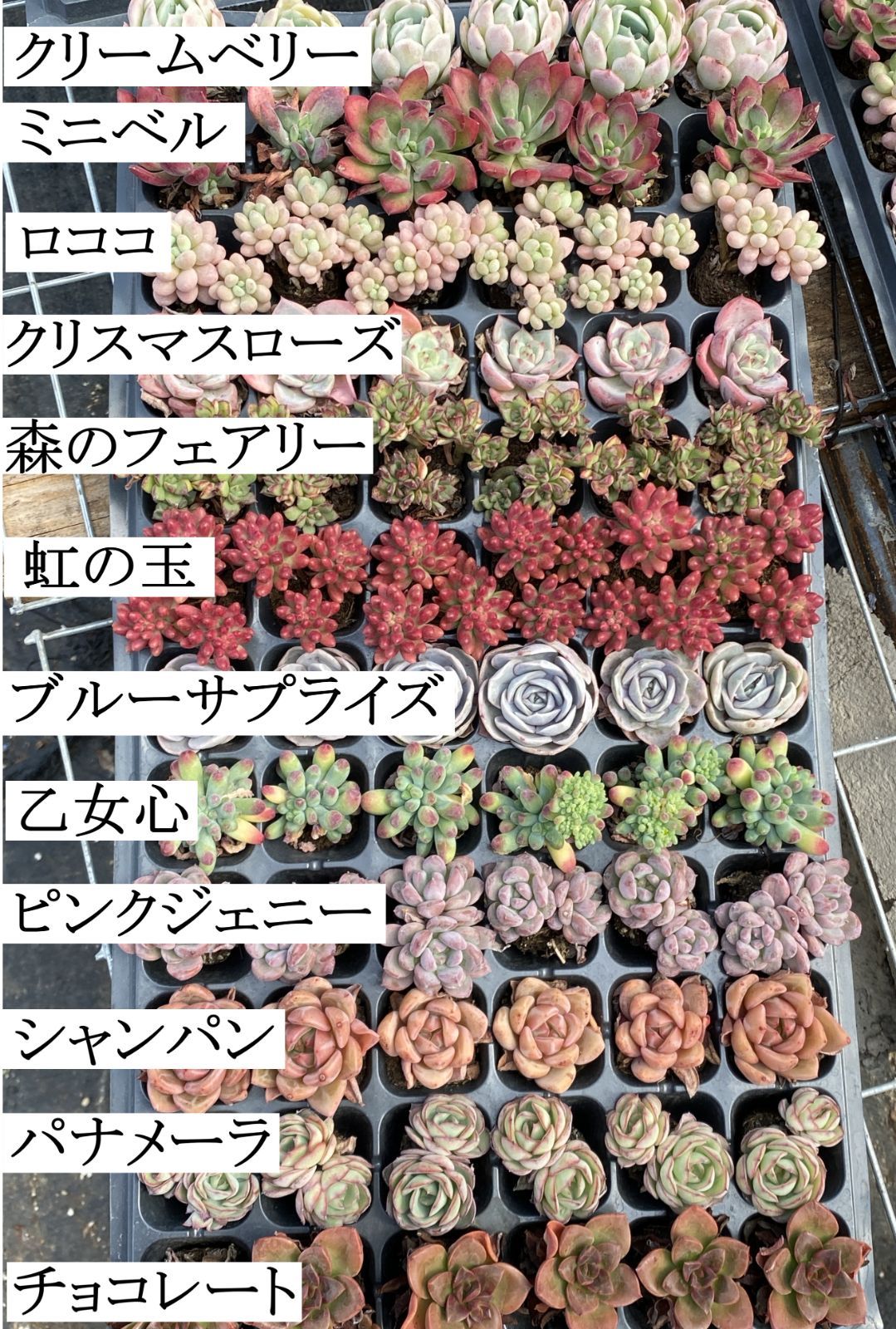 セール中 鮮やかな72苗セット 土と根付き 多肉植物 エケベリア セダム