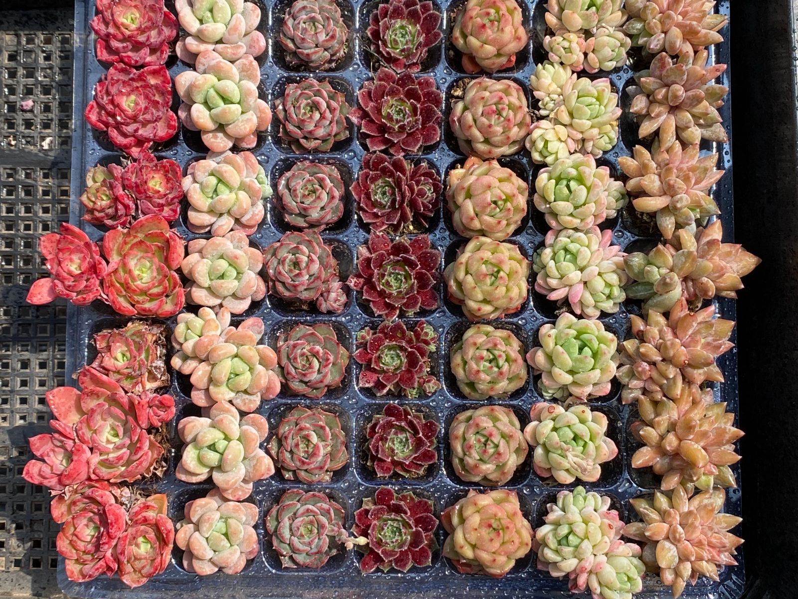 セール中 鮮やかな49苗セット 土と根付き 多肉植物 エケベリア セダム