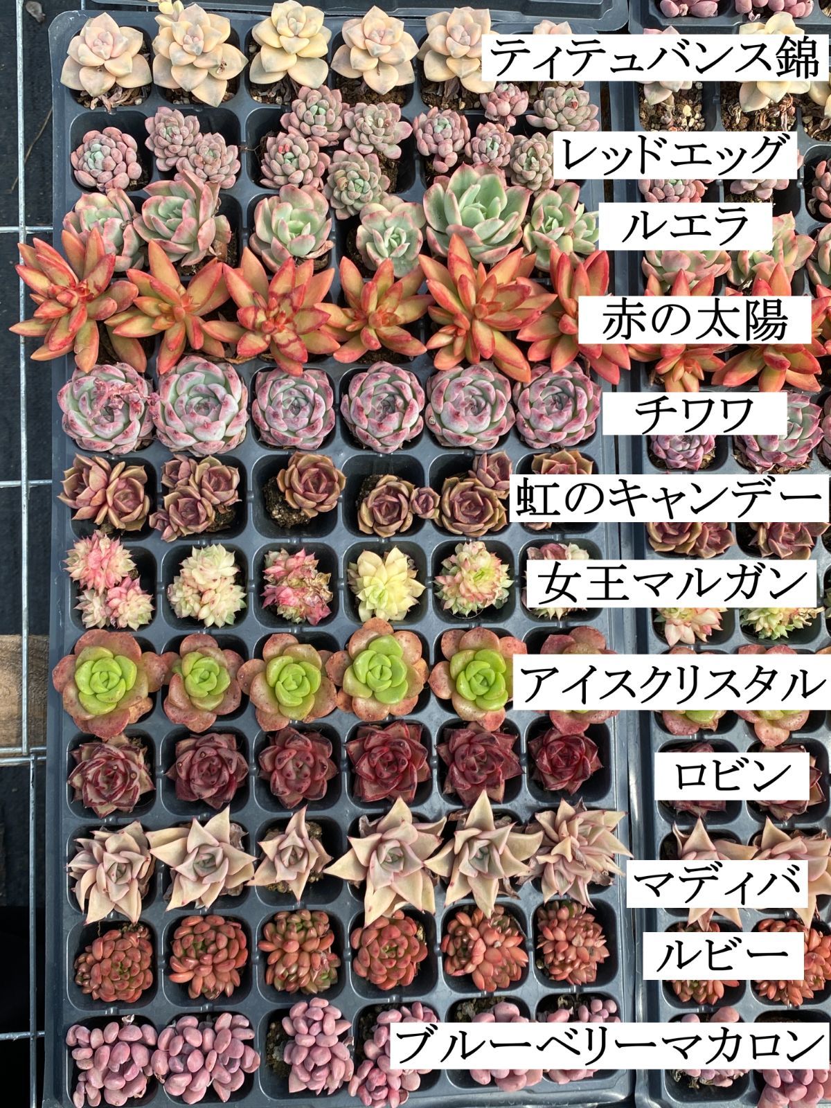 セール中 鮮やかな72苗セット 土と根付き 多肉植物 エケベリア セダム