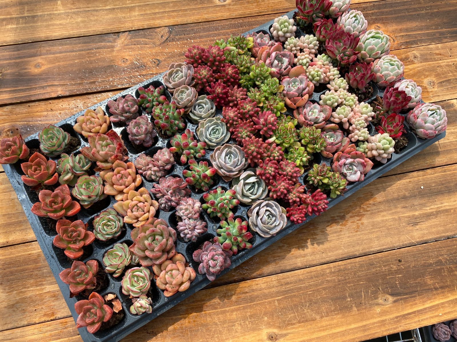 セール中 鮮やかな72苗セット 土と根付き 多肉植物 エケベリア セダム