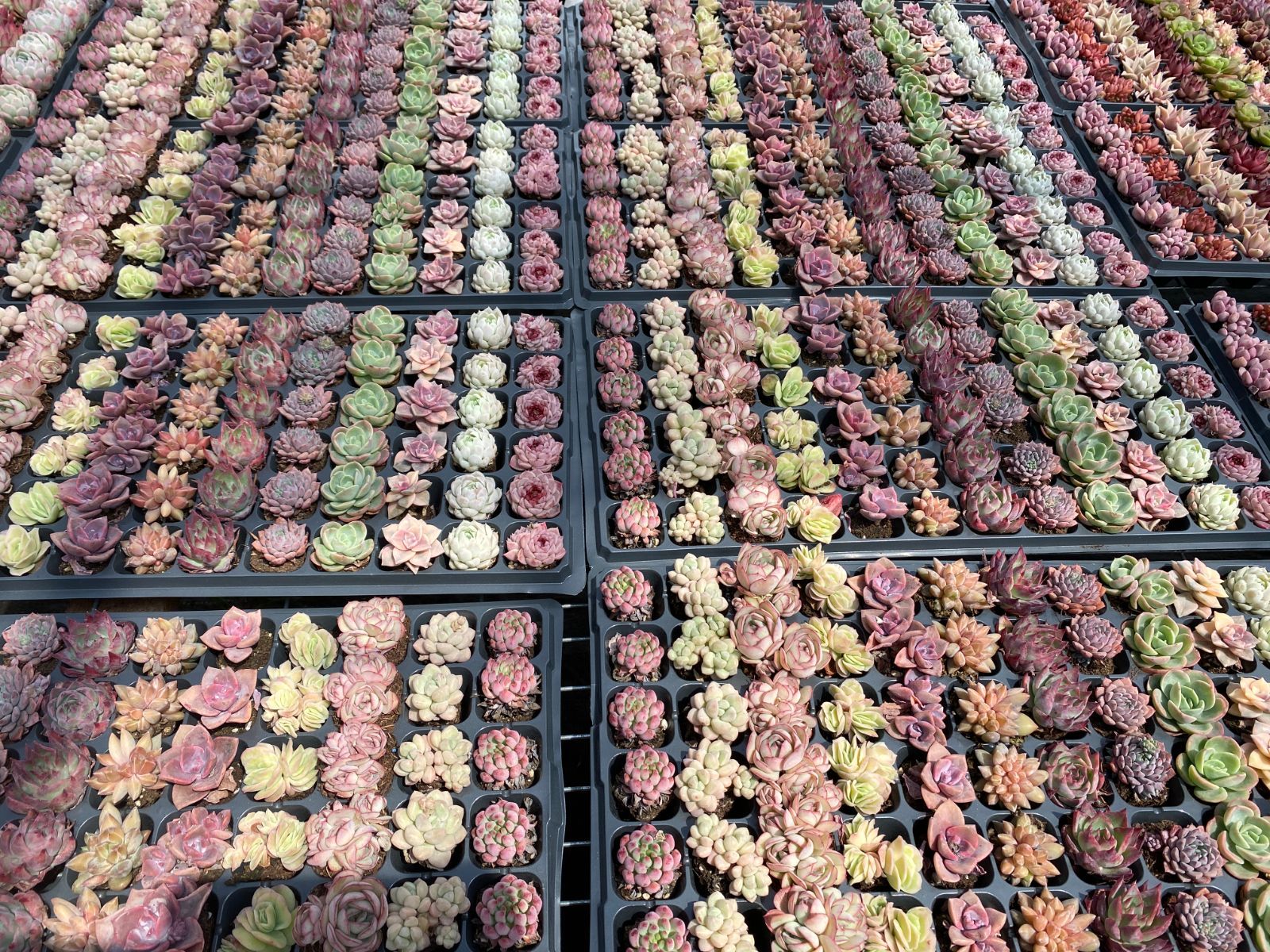 セール中 鮮やかな72苗セット 土と根付き 多肉植物 エケベリア セダム