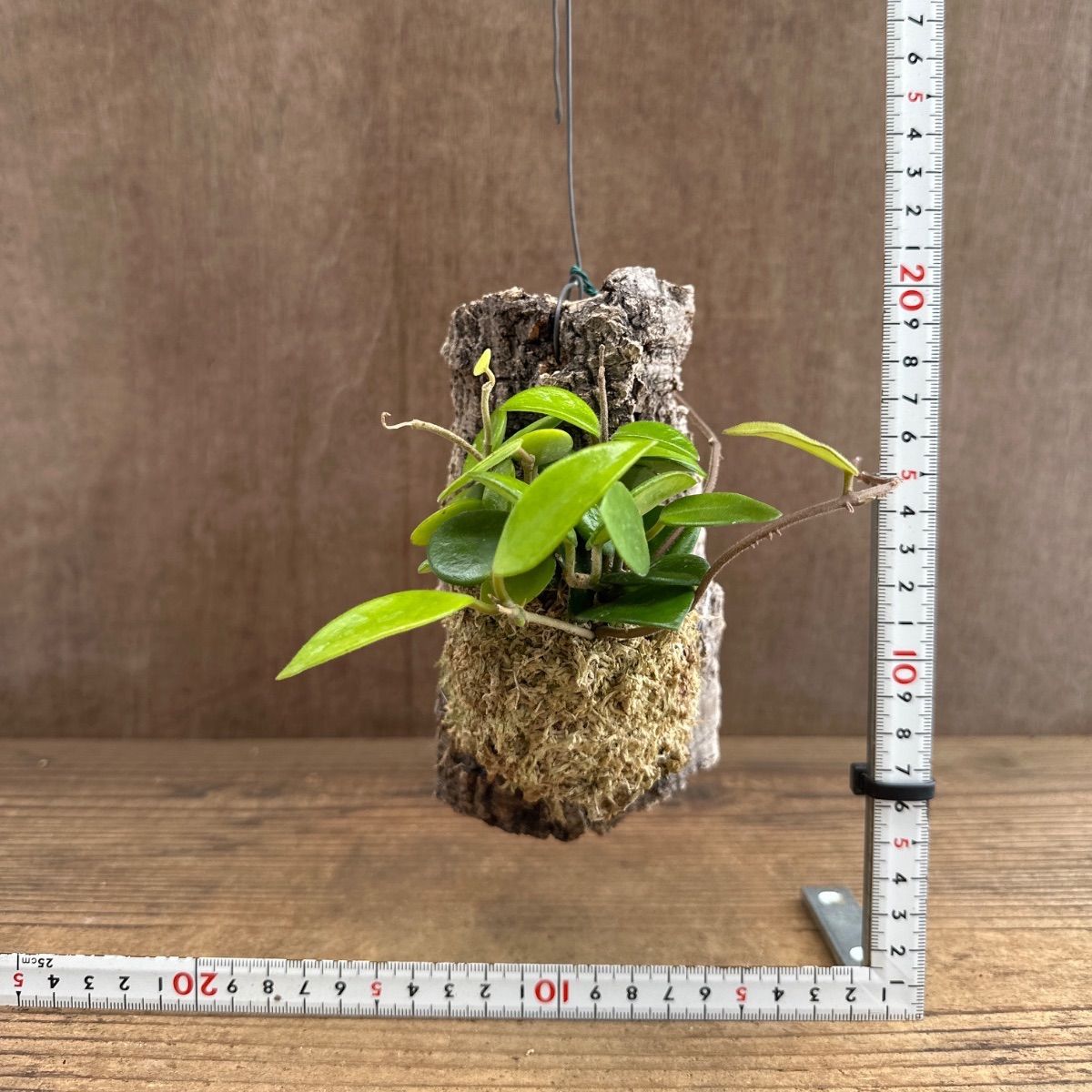 訳ありセール　珍種　ホヤ　Hoya Stenakei dark サクララン② ホヤ クローニアナ エスキモー・ホヤ マチルダ コルク付け 2種セット