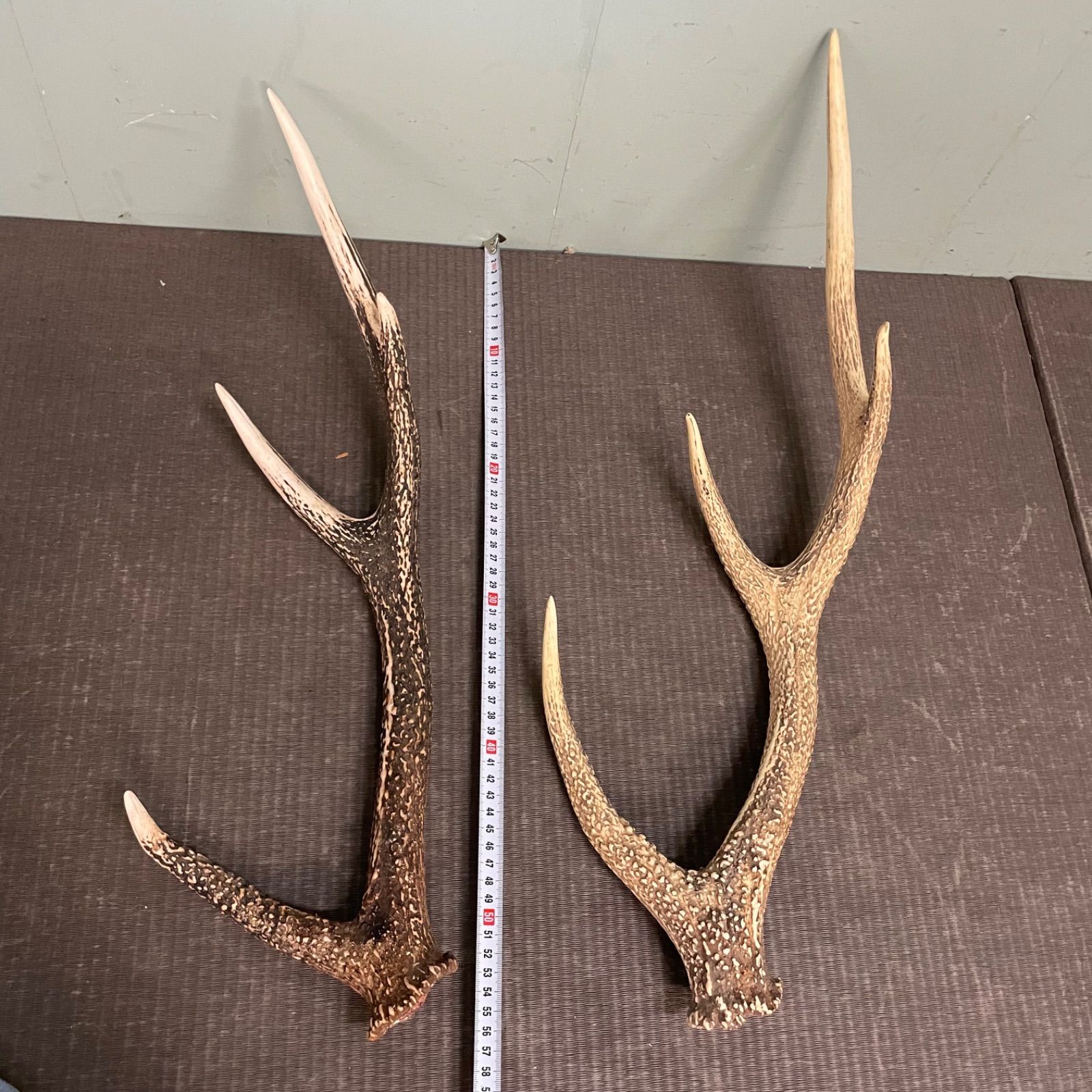 鹿の角 インテリア装飾 約60cm ♭ 鹿の角 2本セット インテリア 装飾用 60cm/56cm 3F - メルカリ