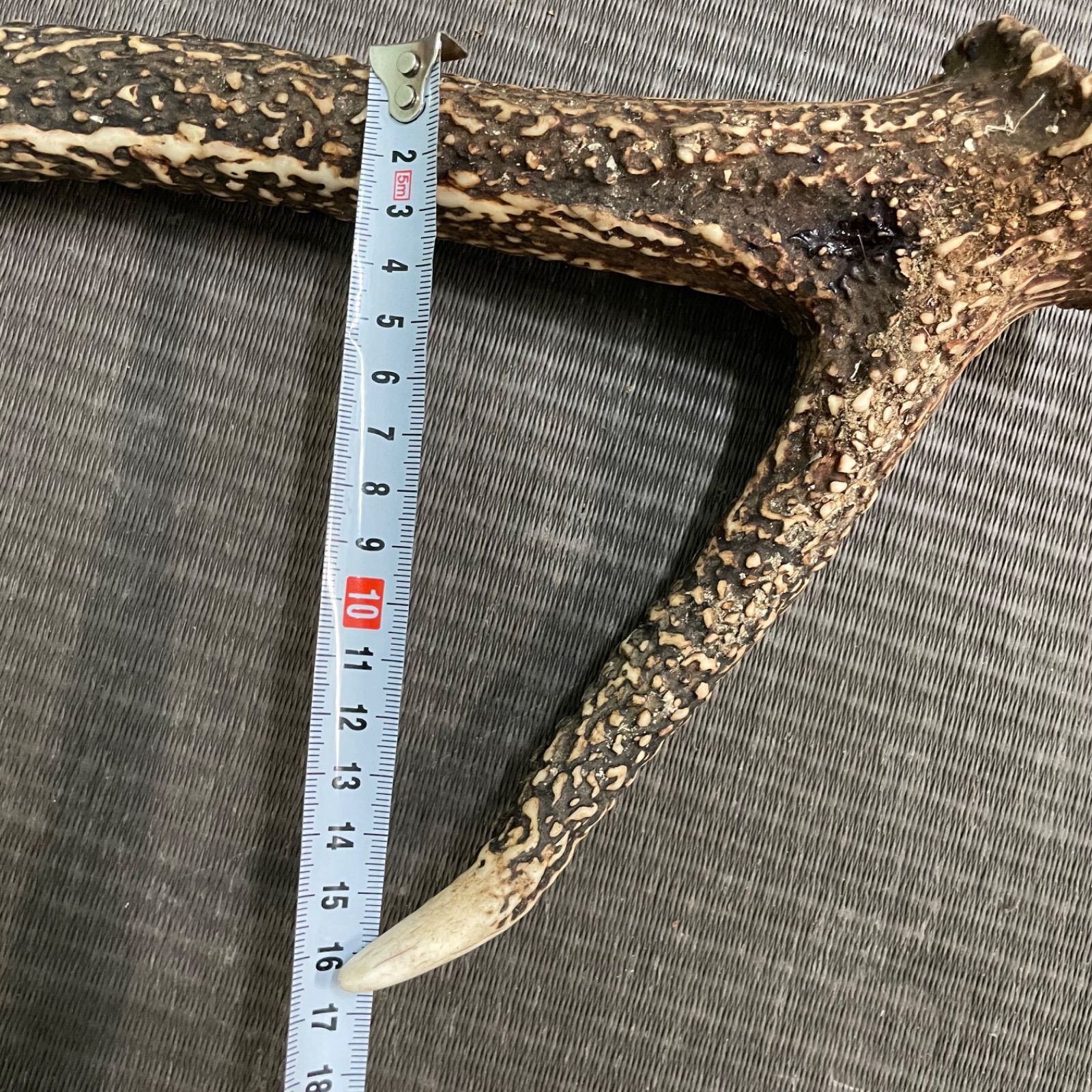♭ 鹿の角 2本セット インテリア 装飾用 60cm/56cm 3F - メルカリ