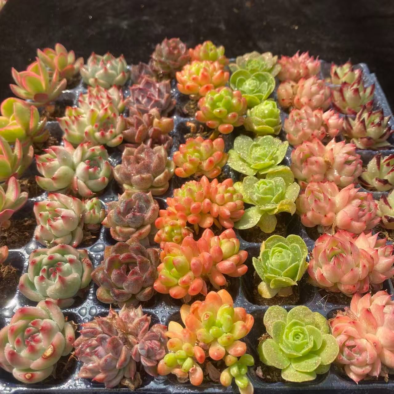 アエオニウム 多肉植物 4種セット SALE SALE 新入荷ミックス×49苗 G0001 土付き 多肉植物 詰め合わせ