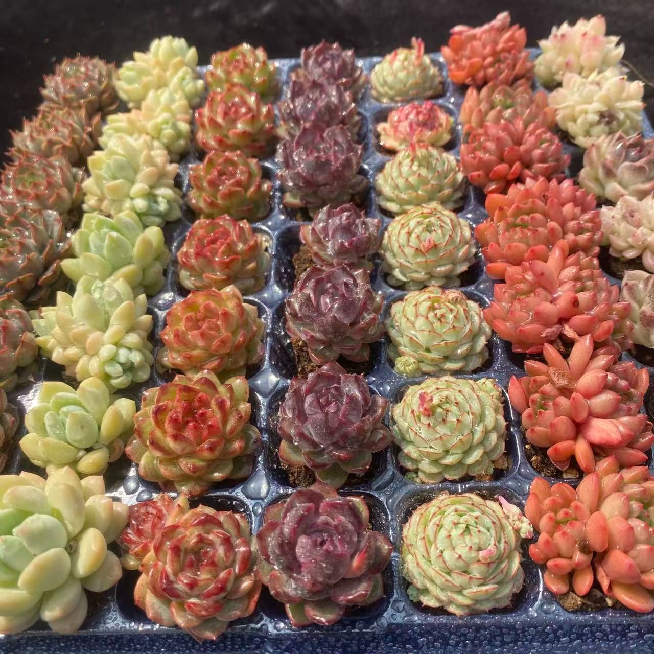 アエオニウム　韓国苗　オクス　多肉植物　ポコ多肉 SALE SALE 新入荷ミックス×49苗 G0005 土付き 多肉植物 詰め合わせ