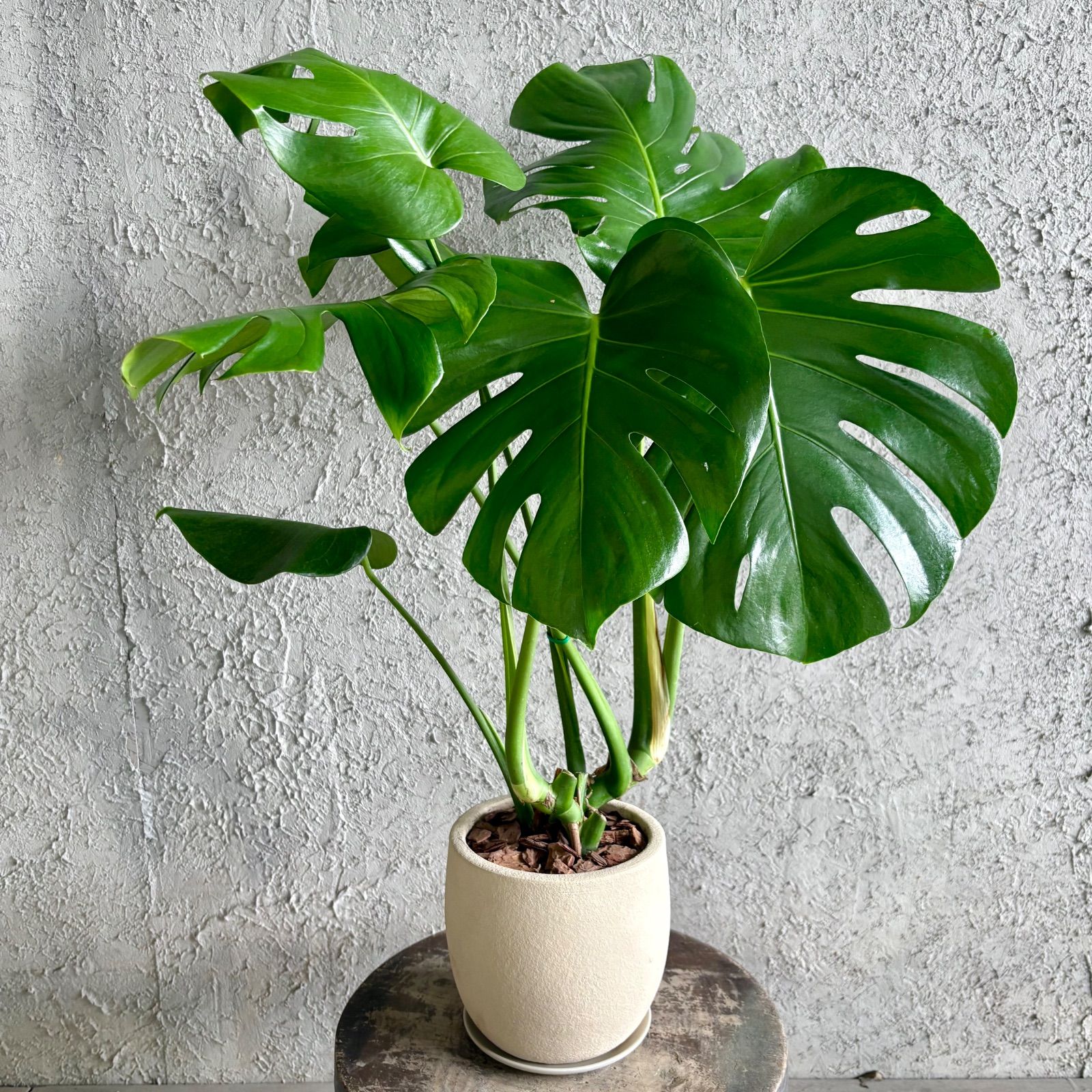 美形 モンステラ デリシオーサ 5号 テラコッタ鉢植え ストーンベージュ