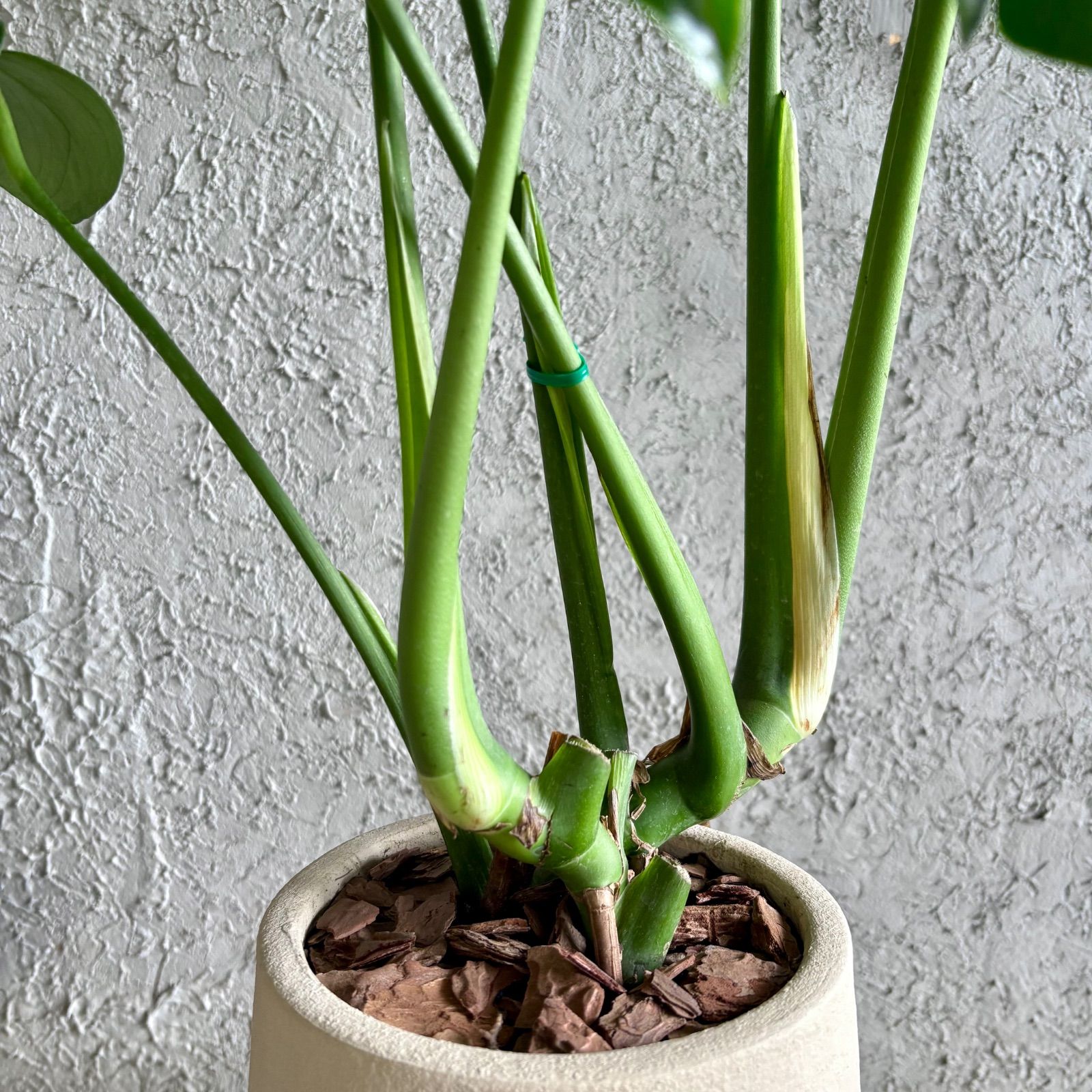 美形 モンステラ デリシオーサ 5号 テラコッタ鉢植え ストーンベージュ