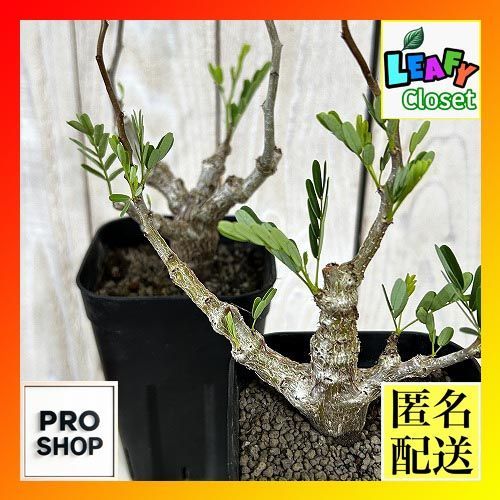 塊根植物　センナ メリディオナリス 3号角鉢(個体おまかせ1鉢)　コーデックス 室内園芸 おしゃれ 可愛い かわいい(507225)
