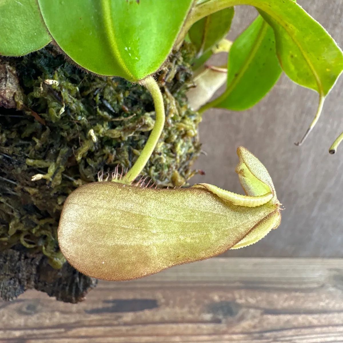 Nepenthes hybrid ウツボカズラ 公式ECサイト