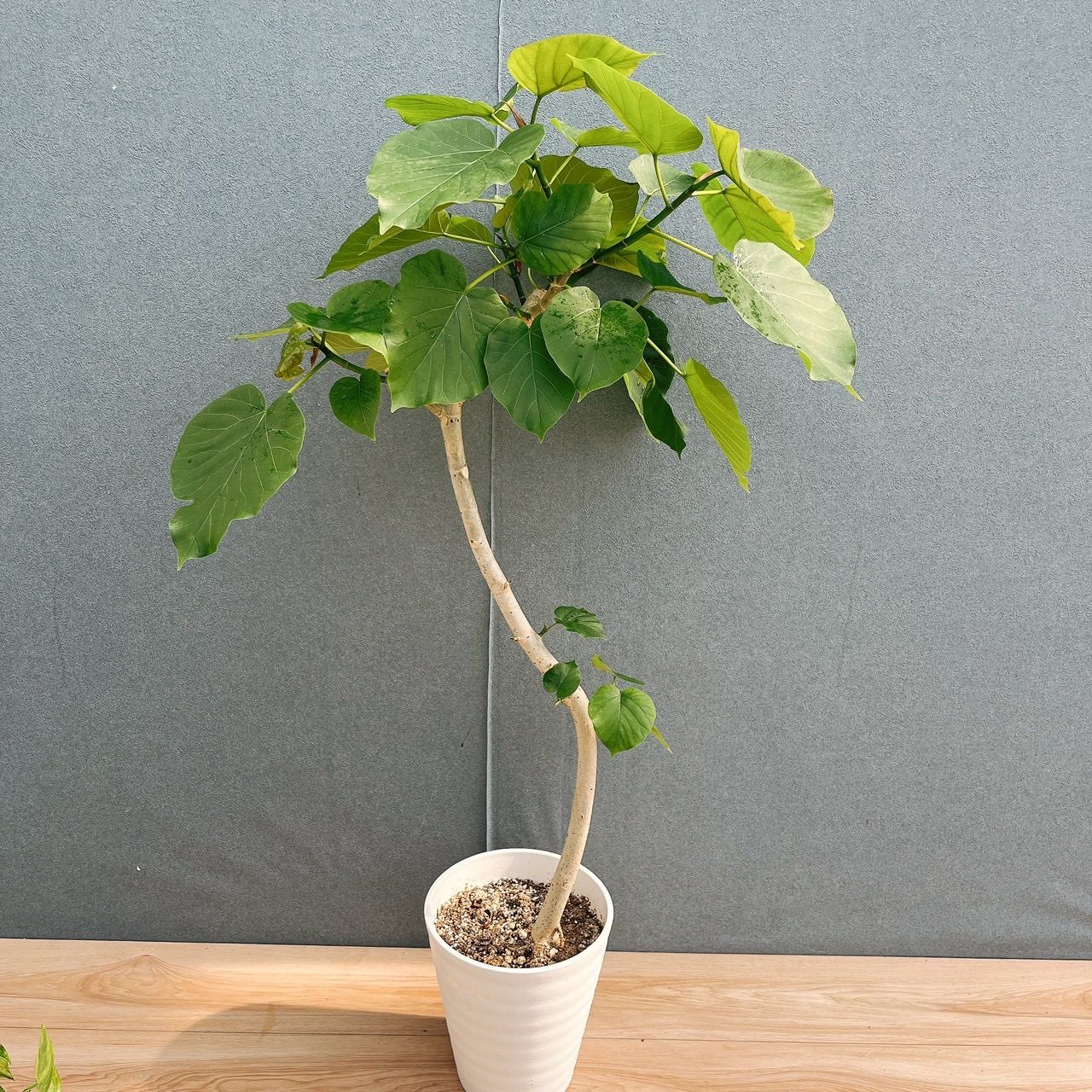 現品］40番 フィカス ウンベラータ 7号 観葉植物 室内 ゴムの木