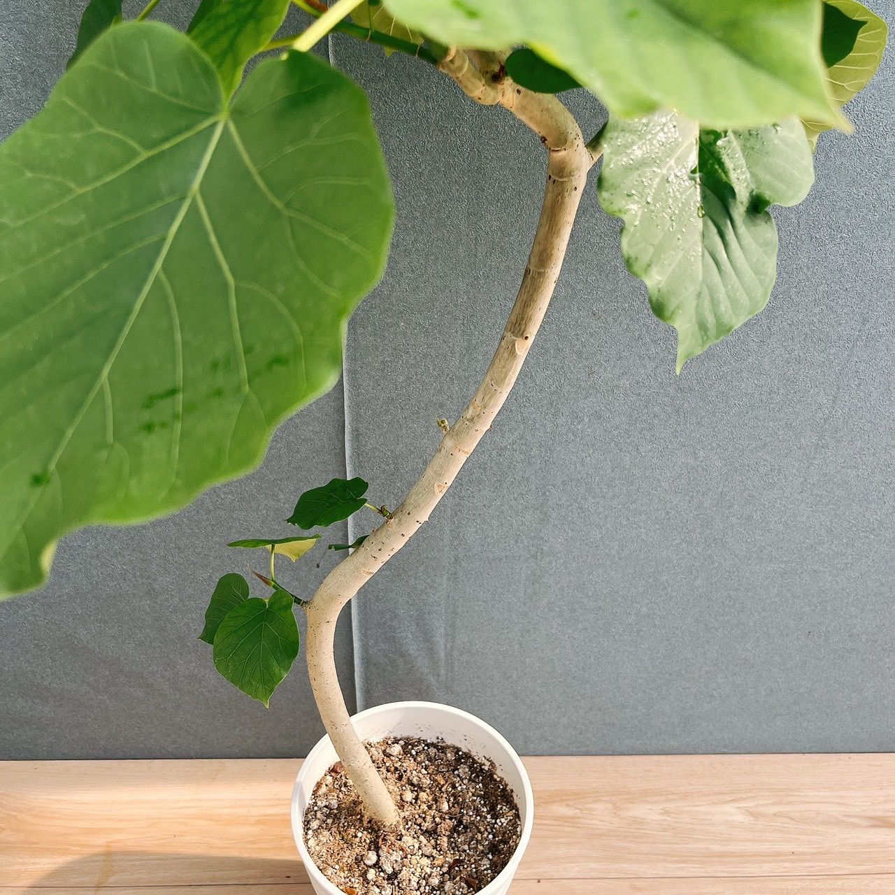 現品］40番 フィカス ウンベラータ 7号 観葉植物 室内 ゴムの木