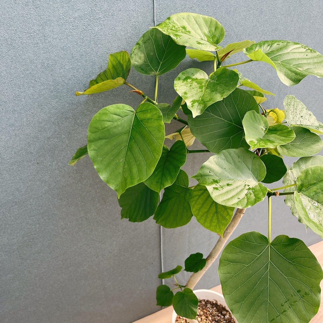 ［現品］7番　フィカス　ウンベラータ　8号　観葉植物　室内　大型　ゴムの木　人気 現品］40番 フィカス ウンベラータ 7号 観葉植物 室内 ゴムの木