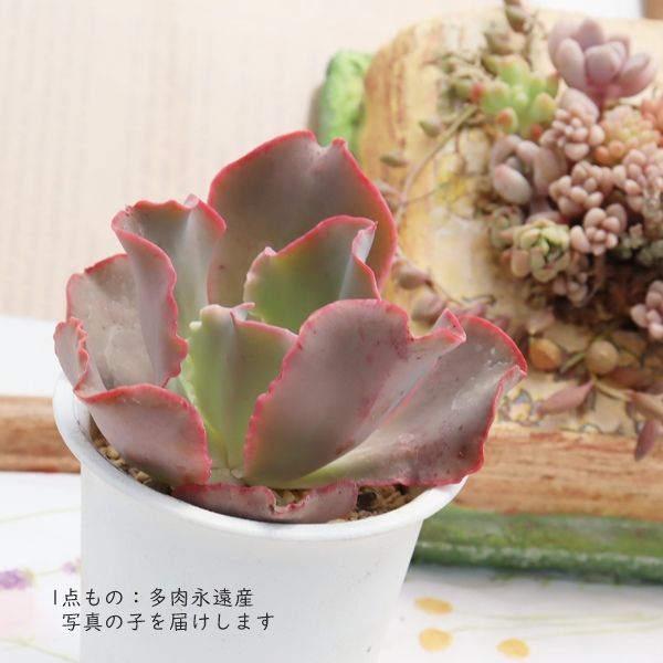 寧*々様 新入荷　新品種　フリル・スカート 発色良株　エケベリア　多肉植物　I苗 エケベリア 高砂の翁 現品 TK10-85 写真の子 多肉植物 観葉植物 大型種