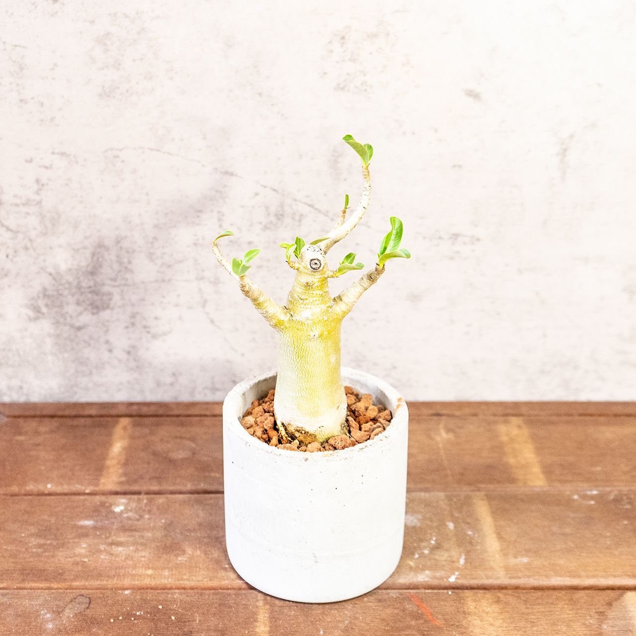 送料無料／【塊根植物】アデニウム オベスム 砂漠のバラ 手づくり